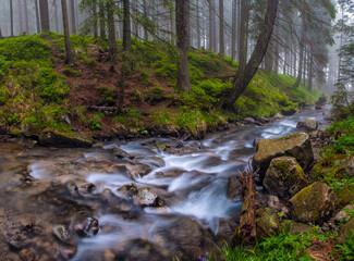 Fast flow breakers among wild forest at sunrise under the top of Hoverla, stormy clean water feeds the river Prut