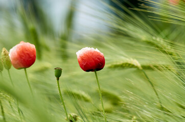 Wild poppy on a barley field background