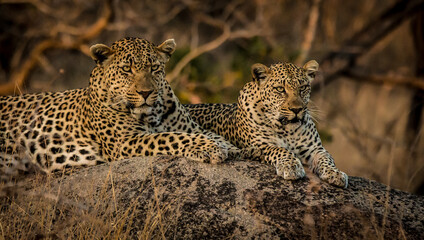 leopard in the tree