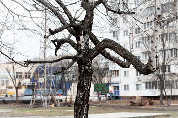 Early spring in the city. Silhouettes of an old birch tree with a gnarled trunk against the background of a multi-storey building.