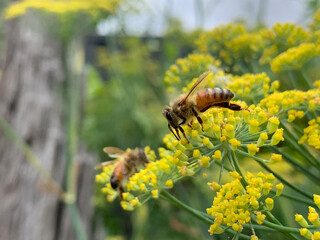 multiple honey bees on mass yellow fennel flower with blur background