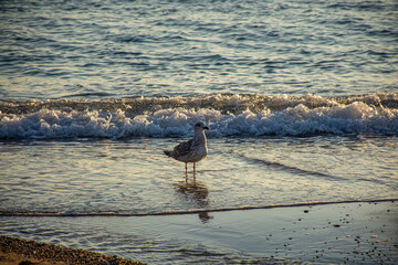 bird on the beach in corfu