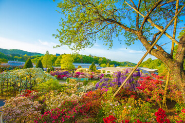 Fototapeta premium 栃木県 春のあしかがフラワーパーク 
