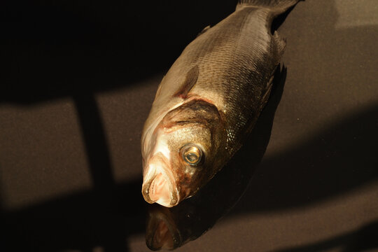 Fresh Sea bass fish close-up, isolated, close-up. High quality photo