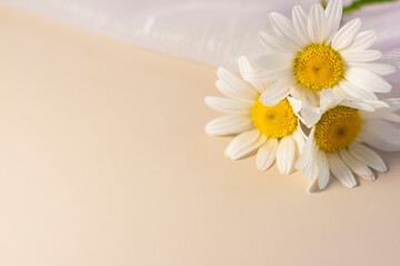 Fototapeta na wymiar White daisies on a beige-pink background with a white veil. Natural cosmetic product. Product banner. Space for text and design.