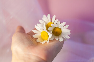 A woman's hand with white daisies on a light background. Concept: softness and tenderness, anti-aging effect, ease of movement. A natural product.