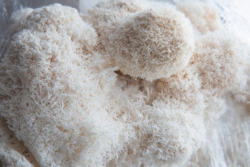 Hericium erinaceus or Lions mane mushrooms on a plate with Chinese sticks. - obrazy, fototapety, plakaty