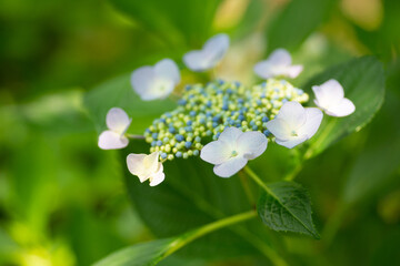 紫陽花の花