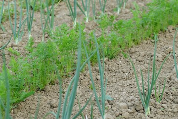 Fototapeta na wymiar Onions and carrots in organic garden.