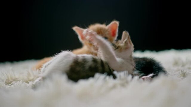Cute kittens at 30 days old on a white carpet.