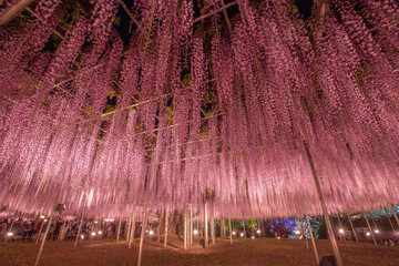 栃木県　あしかがフラワーパーク　ライトアップ