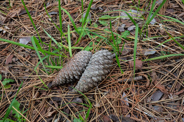 Pine cone macro view. Pine cone close up. Pine cone in forest. two pine cones lie on the ground