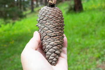 Spruce, fir, or pine large cones. On the palm or hand of a woman