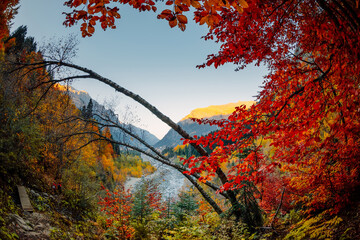 Autumnal trees with colorful leaves in mountain forest © artifirsov