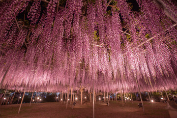 栃木県　あしかがフラワーパーク　ライトアップ