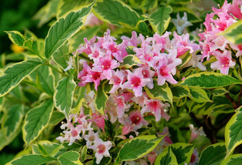 Weigela blooms