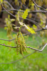 Quercus acutissima in spring oak blossom, small hanging flowers on a branch