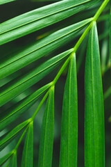 green leaves of a plant close up. green natural background of leaves