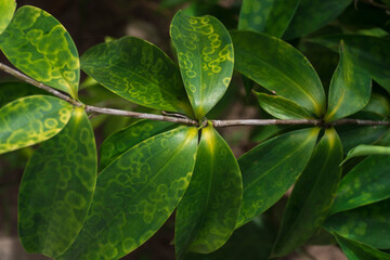 Fototapeta na wymiar Close-up of green tropical leaves. Vertical photo