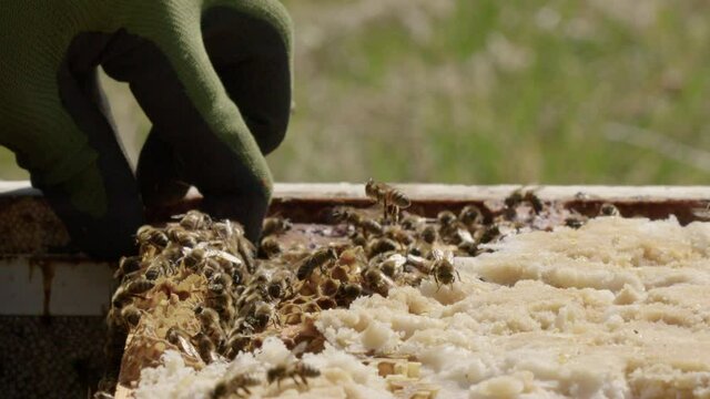 BEEKEEPING - Inspection of a beehive frame in an apiary, slow motion close up