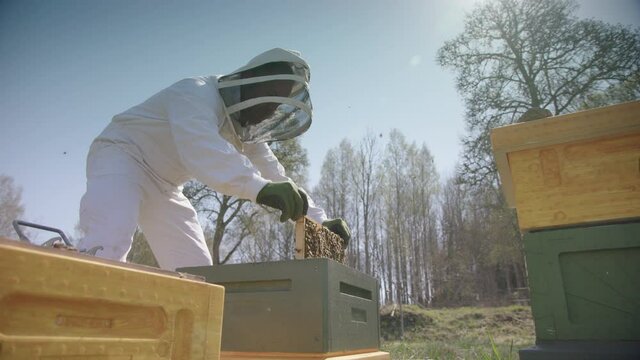 BEEKEEPING - Beekeeper removes frame for inspection, slow motion wide shot