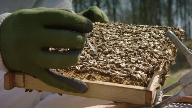 BEEKEEPING - Beekeeper marks the queen bee in a beehive frame, slow motion