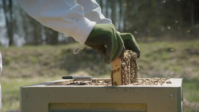 BEEKEEPING - Beekeeper removing a frame for inspection, slow motion close up