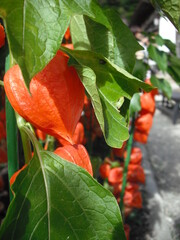 露地のほおずき