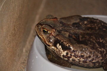 Close-up of a frog inside a canister.