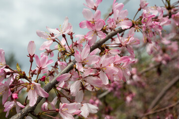 Cherry blossom, sakura flowers on a tree in spring