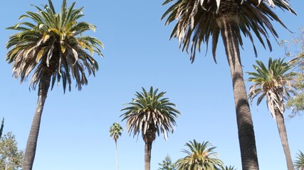 Palms in Los Angeles, California, USA. Summertime aesthetic of Santa Monica and Venice Beach on...