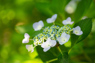 紫陽花の花