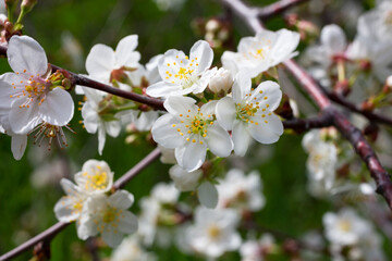 Cherry flowers background white small flowers on a branch