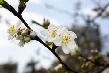 Cherry flowers background white small flowers on a branch