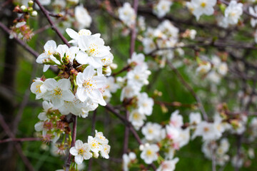 Cherry flowers background white small flowers on a branch
