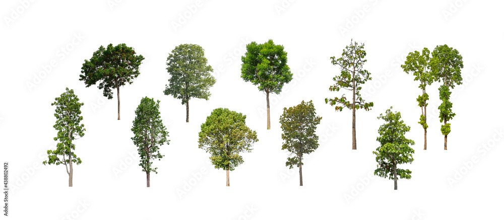 Wall mural collection of tree, set of isolated trees on white background