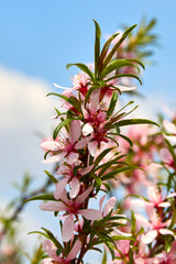 blooming steppe almonds in the botanical garden 