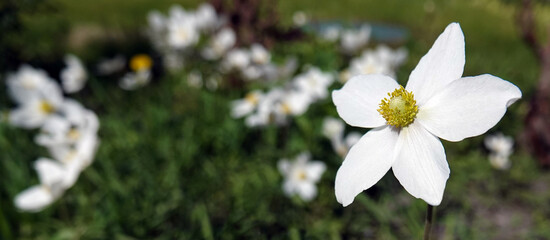 Flower Anemone or Anemone