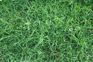 green grass texture
