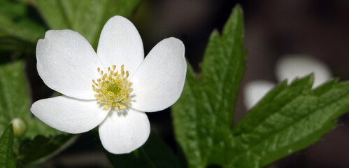 Flower Anemone or Anemone