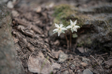 The scent of wild flowers, the scent of grass, the scent of flowers, fragrant wind flowers.