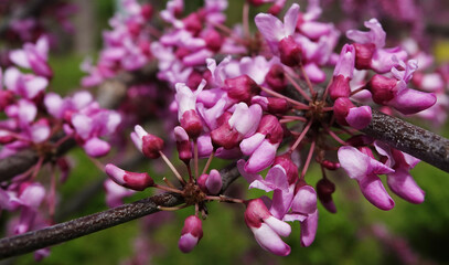 Flowers scarlet with pink flowers