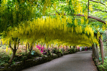 Garden with blooming laburnum arch during spring time - obrazy, fototapety, plakaty