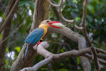Stork-billed Kingfisher hold on the branch and eat fish