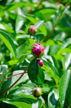 Small pink peony flowers blooming in the garden. Close up sunny photo with the raindrops.