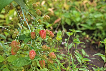 Branch of green blackberries. Blackberry on a branch close-up on a green background. Unripe...