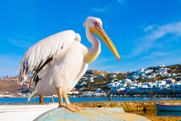 Famous Pelican Petros in Mykonos island Greece Cyclades - 438804290