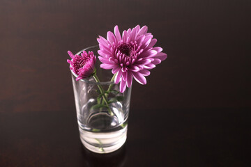 テーブルの上のガラスのコップに挿した日本のピンクの菊の花
