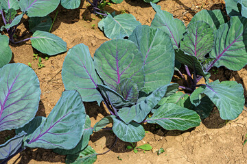 Red cabbage bushes in a garden bed on a summer day