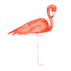 Pink watercolor flamingo isolated on a white background. Hand-drawn tropical bird clipart. Cute illustration of an exotic animal for your design. Colorful flamingo on one leg. Beautiful print.